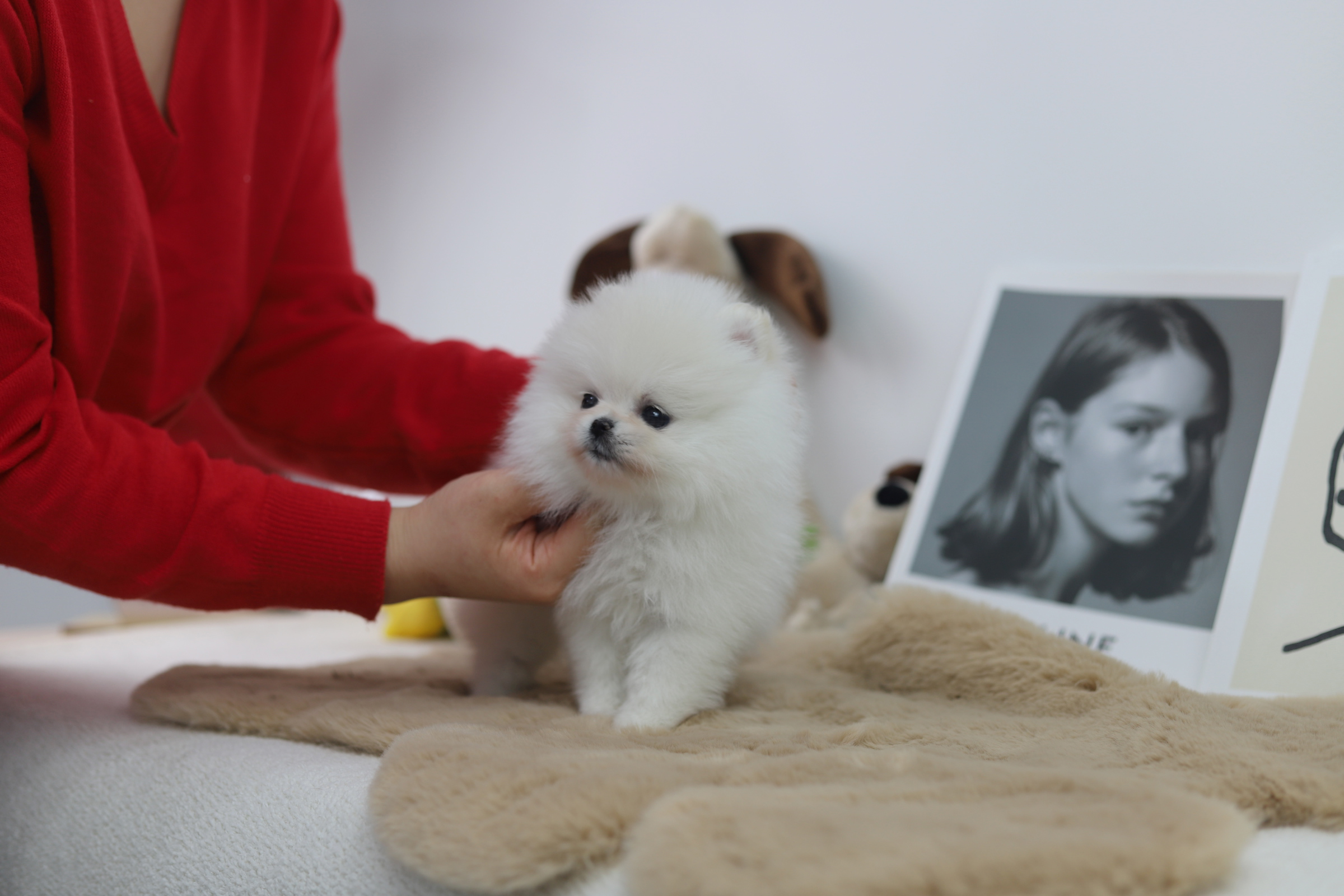 포메라니안 분양합니다