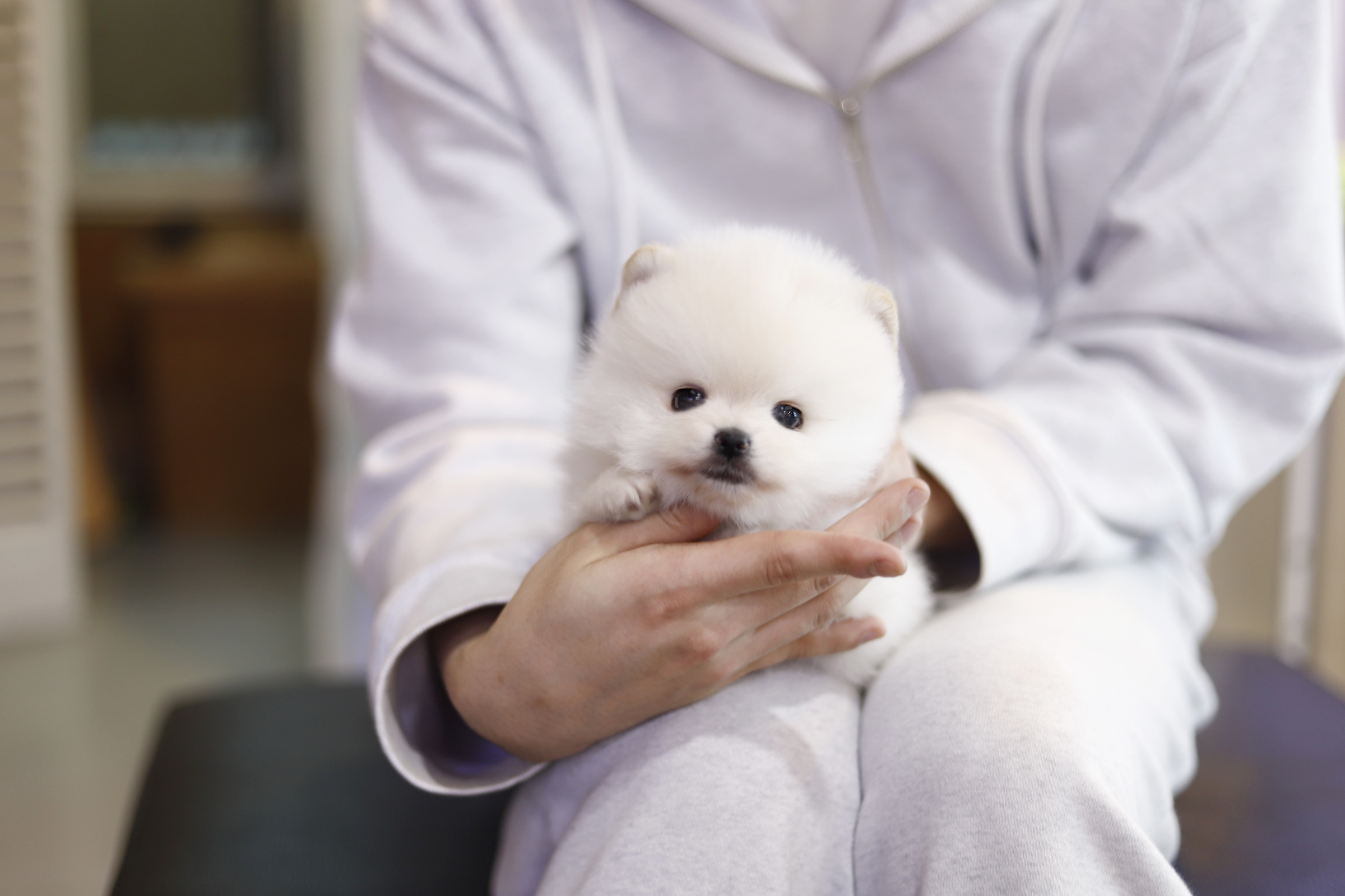 포메라니안 분양합니다
